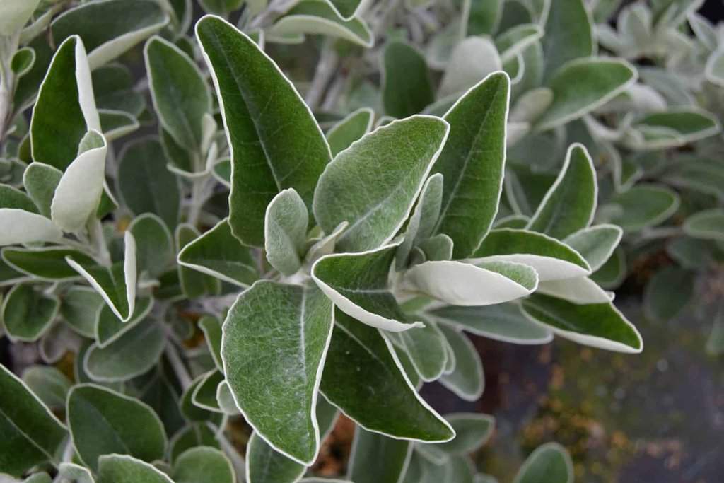 Brachyglottis 'Sunshine' 40-60 cm